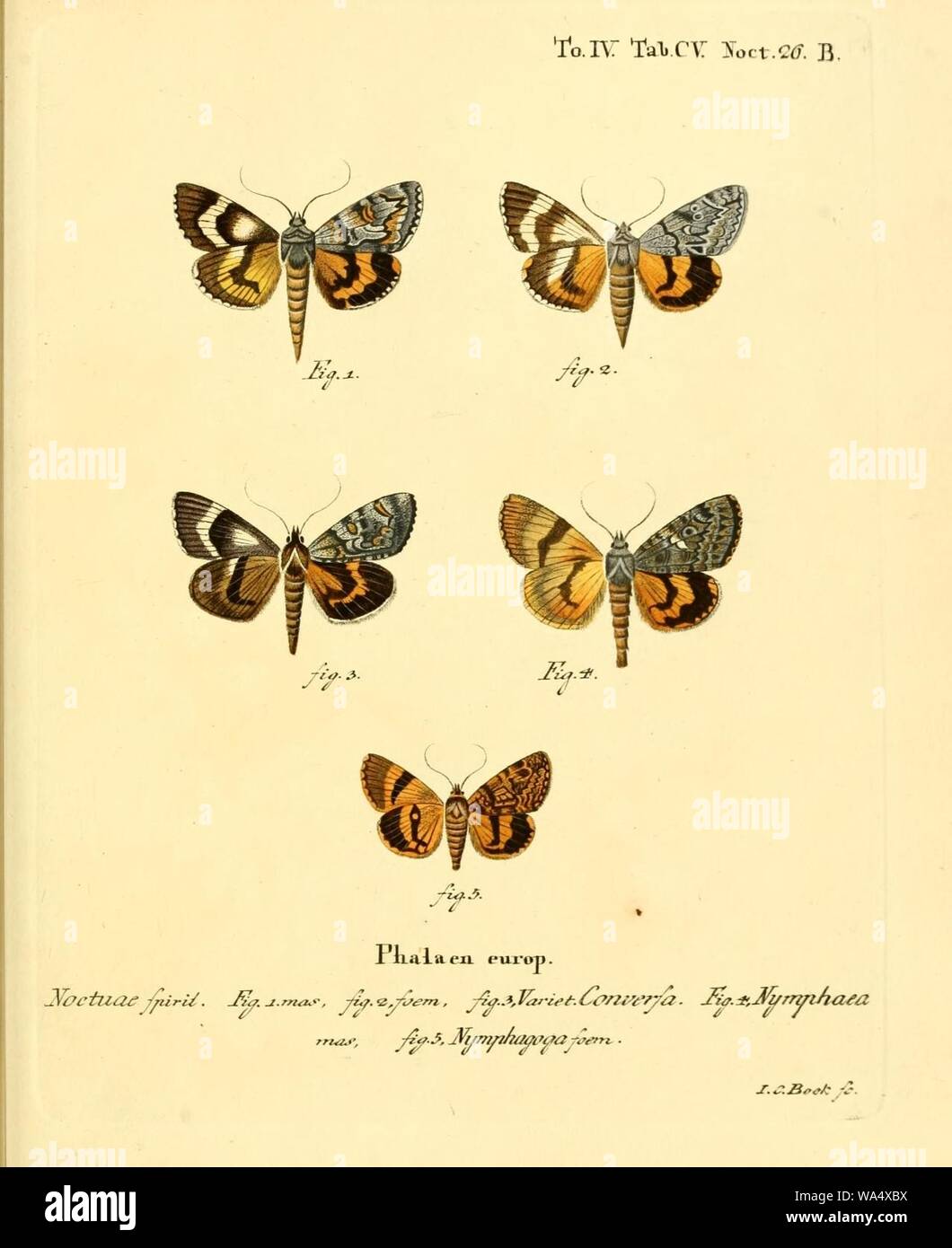 Die Schmetterlinge en Abbildungen nach der Natur Foto de stock