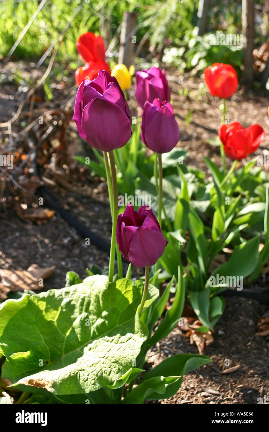 Brillantemente colorida tulip flores en un jardín de primavera Foto de stock