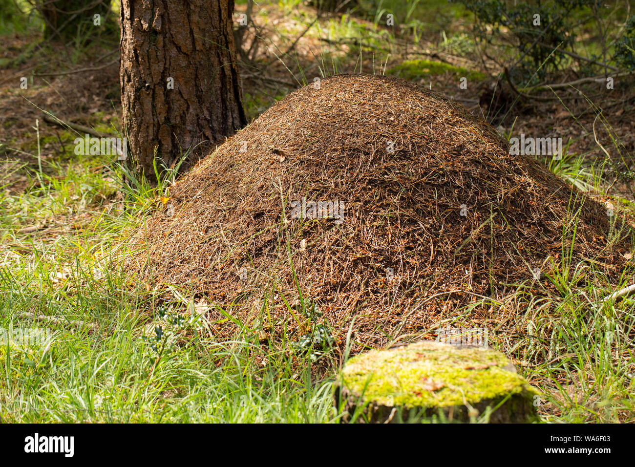Un nido de la hormiga de madera, Formica rufa, en bosques de coníferas en el New Forest de Hampshire, Inglaterra, Reino Unido GB. Las hormigas son también conocidos como una madera del sur Foto de stock