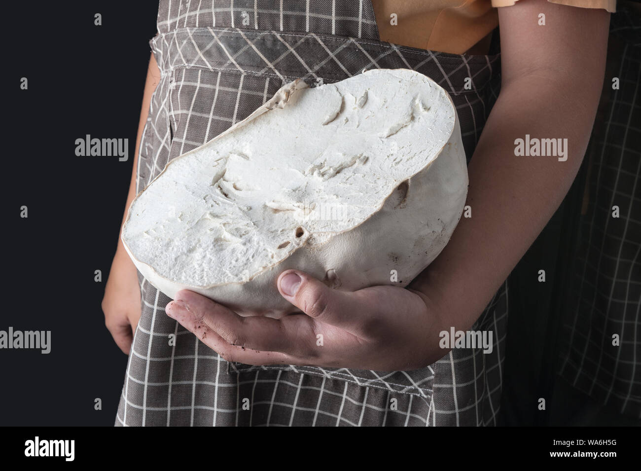 Seta gigante puffball blanca en la mano agricultor Foto de stock