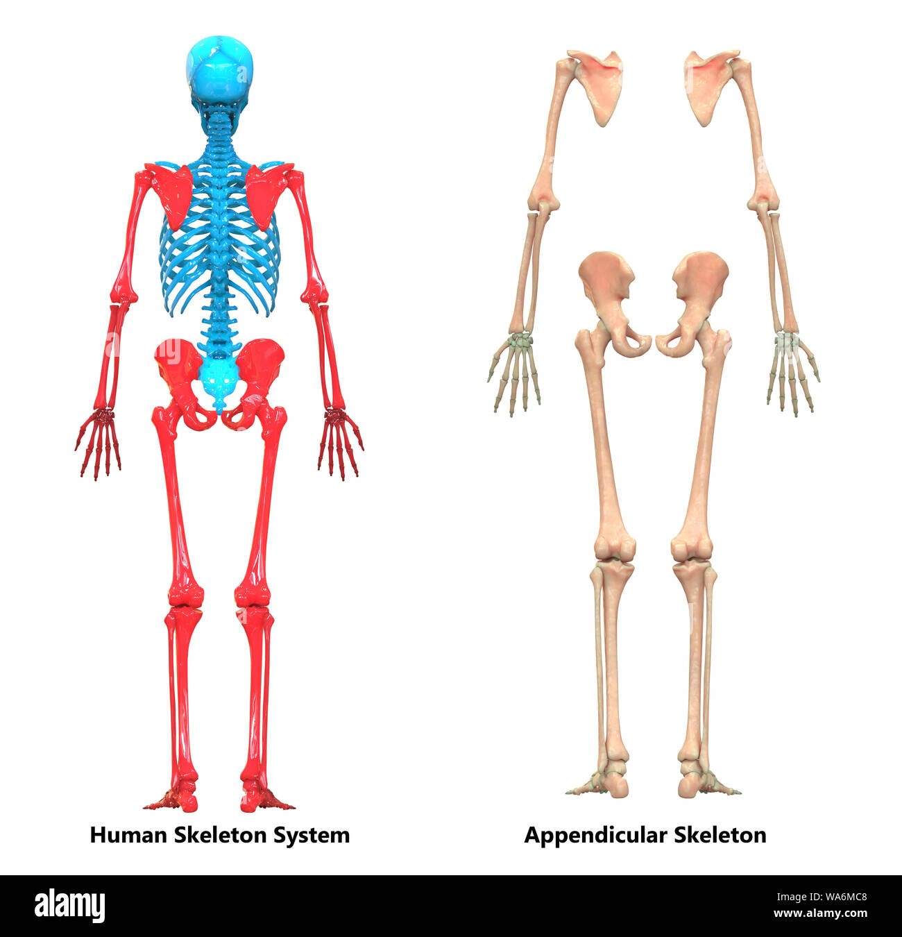 Foto De Sistema De Esqueleto Humano Anatomia De Esqueleto Apendicular E ...