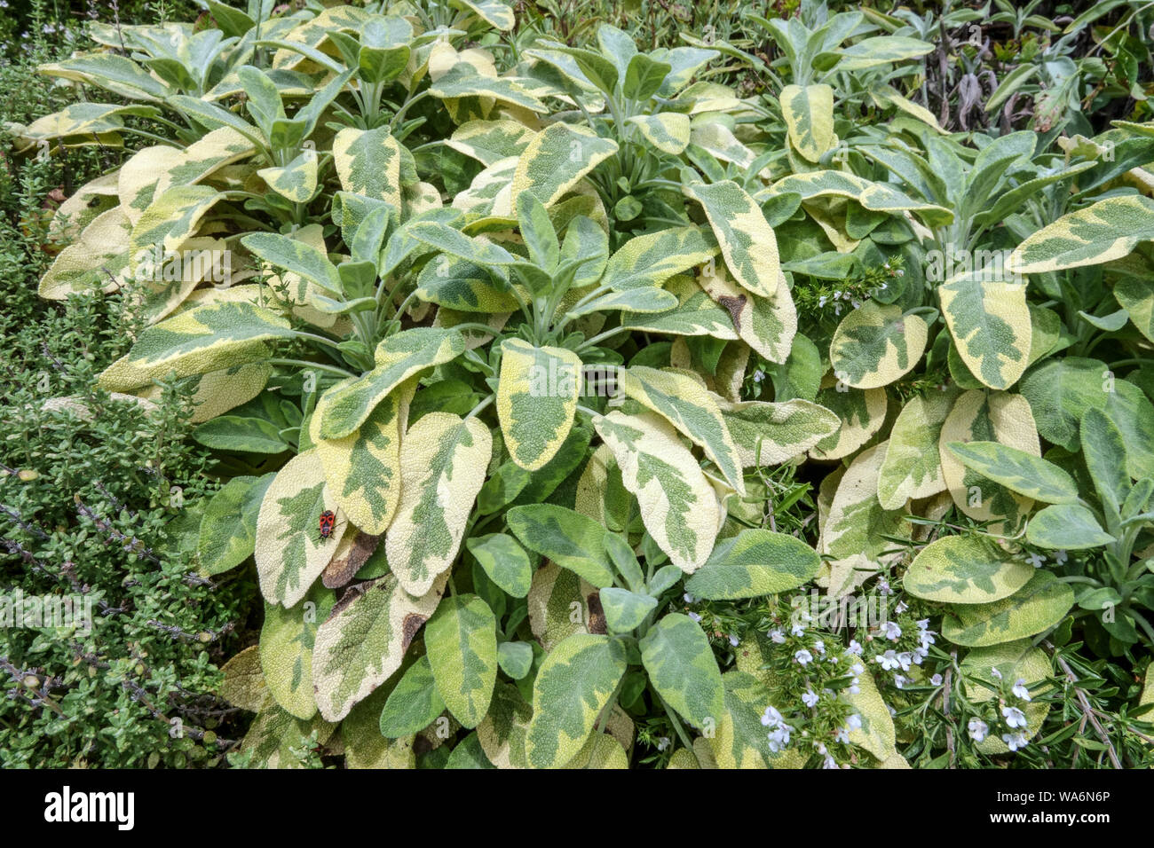 Salvia officinalis 'icterina', salvia dorada, hojas de salvia, hierbas culinarias de jardín Foto de stock