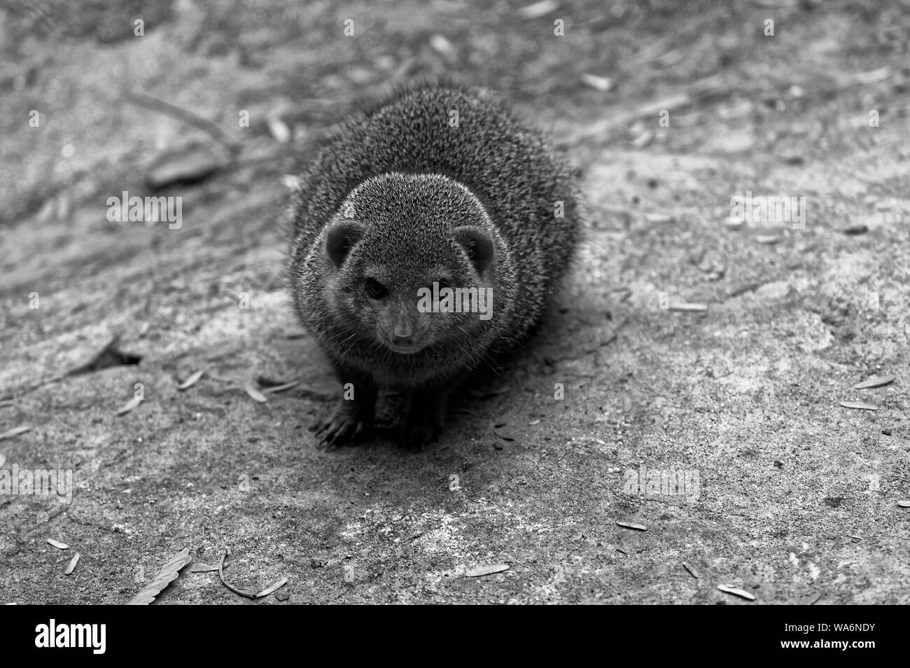 Especies de mangosta Imágenes de stock en blanco y negro Alamy