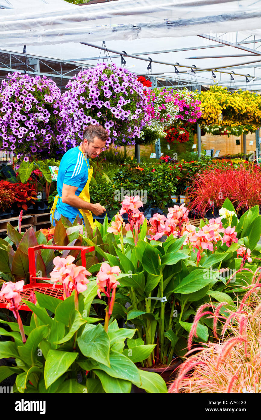 Floristería trunca y organiza las flores y plantas en el mercado de flores de Atwater, en Montreal, Quebec, Canadá. Foto de stock