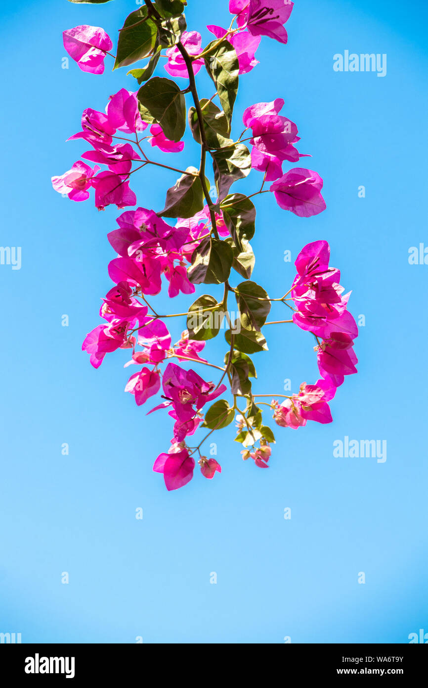 Bonita flor con Bougainvillea cielo detrás de Milos Fotografía de stock -  Alamy