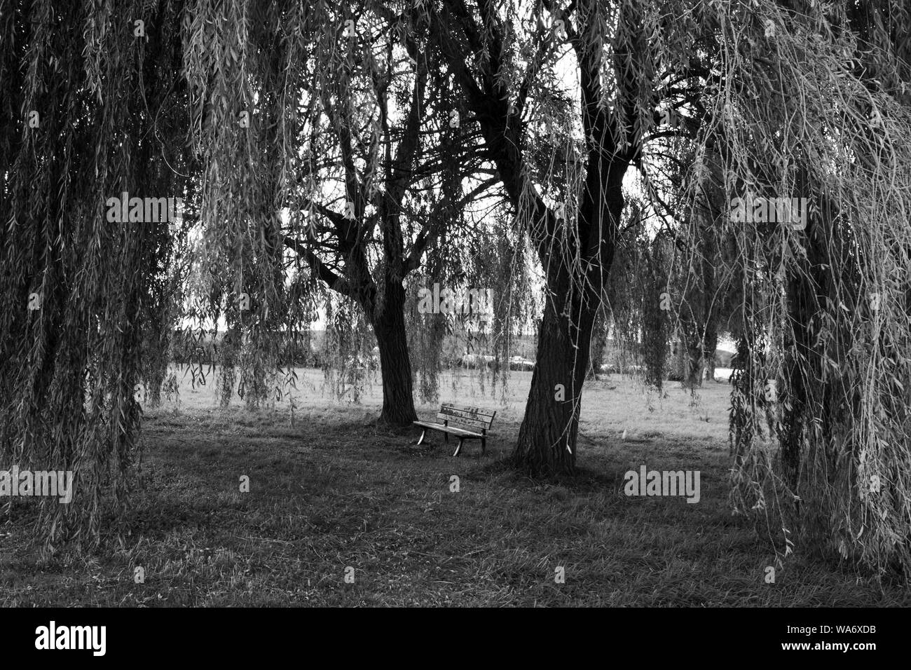 Bajo el árbol de sauce llorón fotografías e imágenes de alta resolución