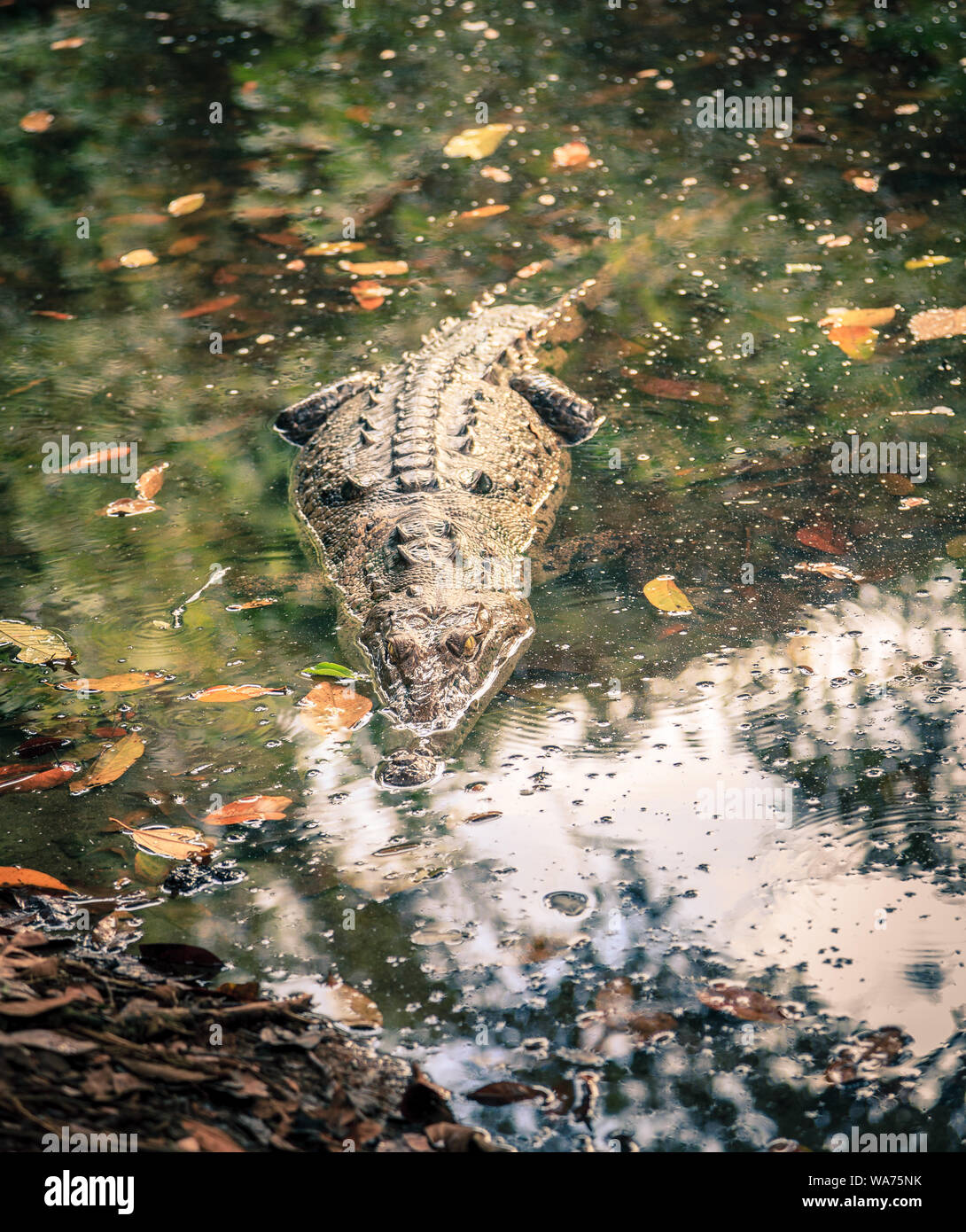 Imagen cercana de un gran cocodrilo en una laguna poco profunda en el Parque Nacional Manuel Antonio en Costa Rica Foto de stock