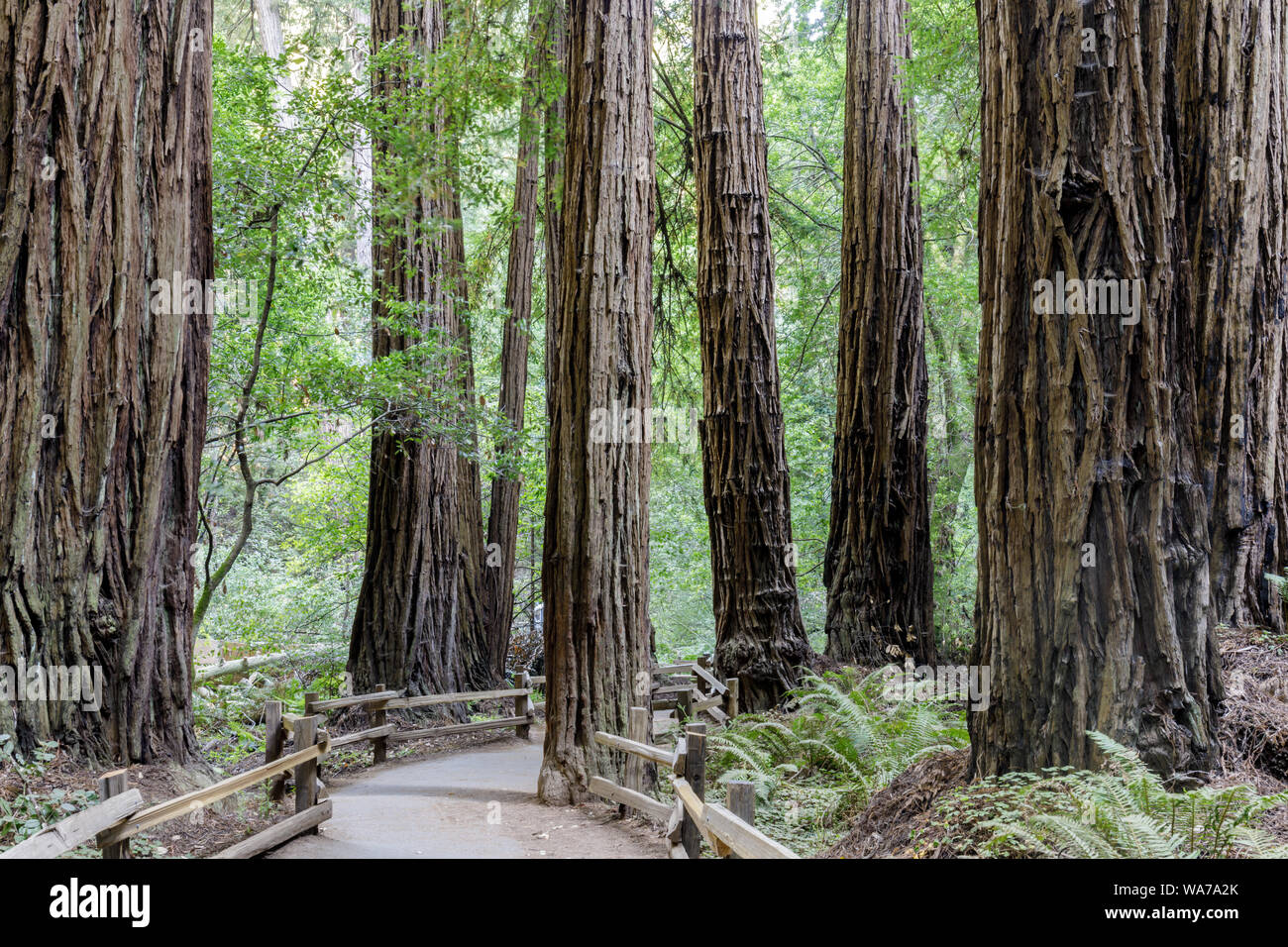 Viejo crecimiento Coast Redwood árboles alrededor de sendero asfaltado Foto de stock