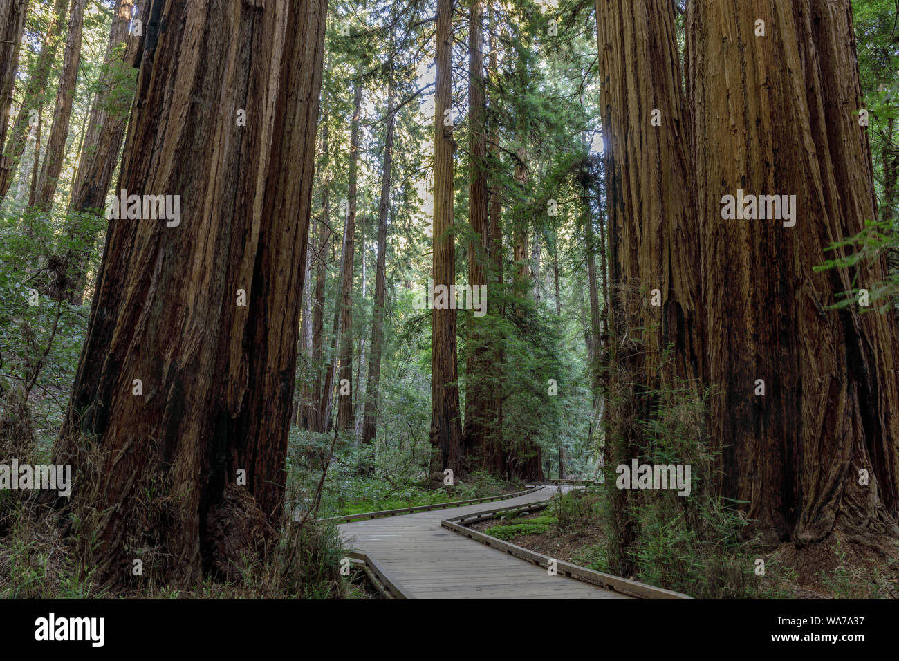 Boardwalk Trail cruza de viejo crecimiento Secoyas Costa Foto de stock