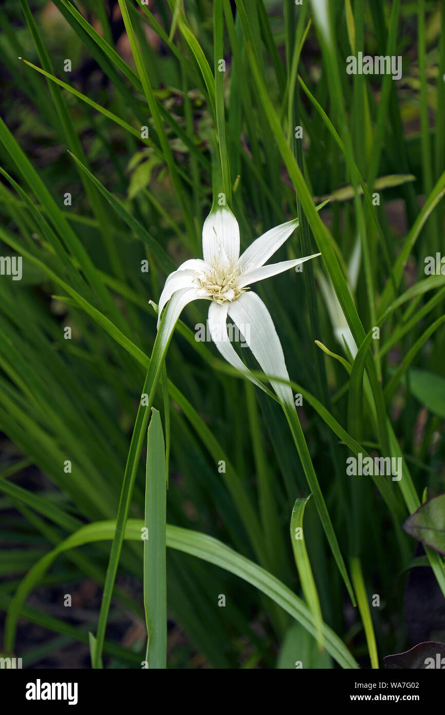 Pasto estrella (Rhynchospora colorata). Conocido como el estanque, plantas Starrush whitetop, blanco-rematada juncia y White Star juncia también. Otro nombre científico es Foto de stock