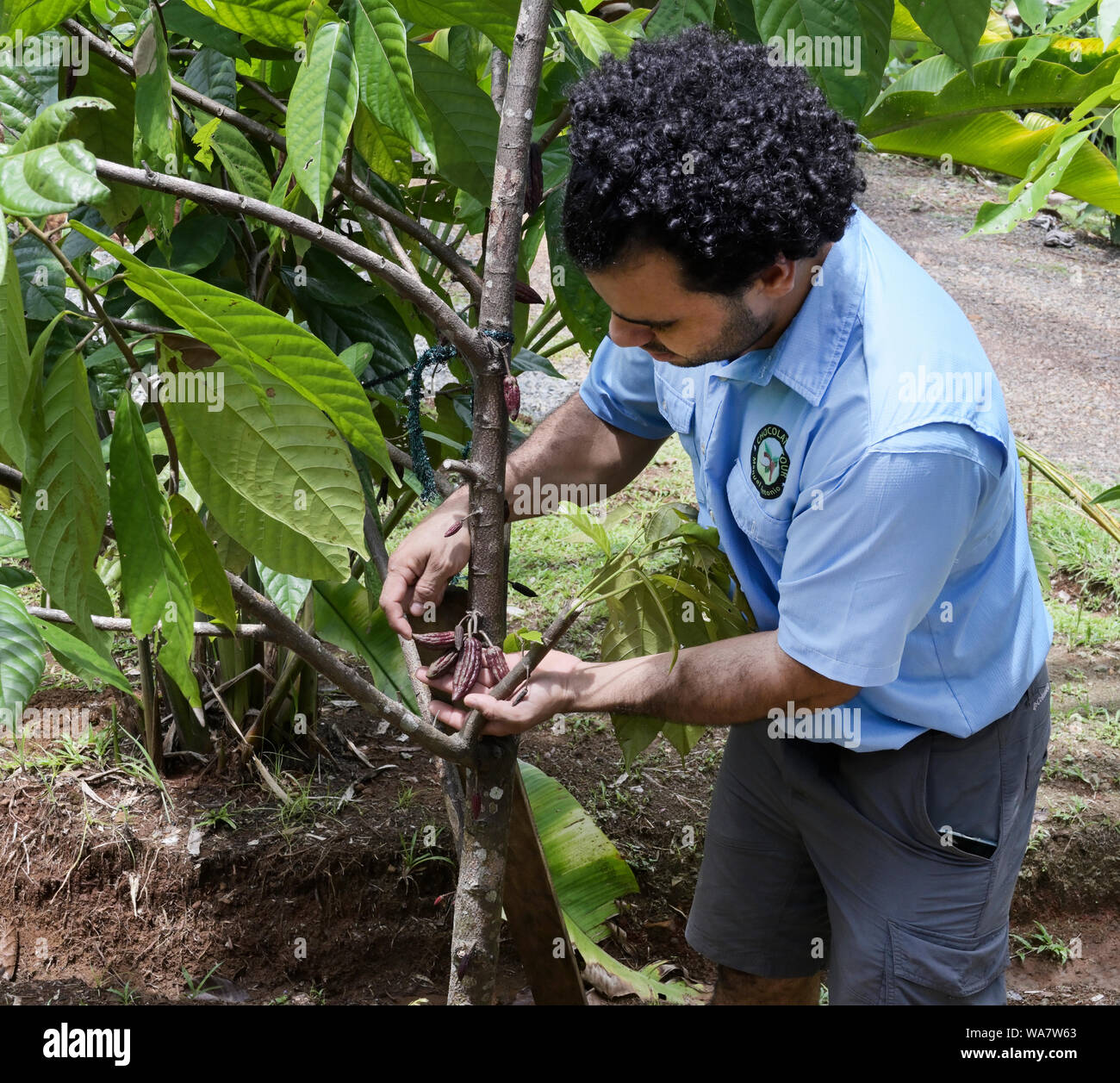 Guía de la excursión a la granja de chocolate mostrando las vainas de