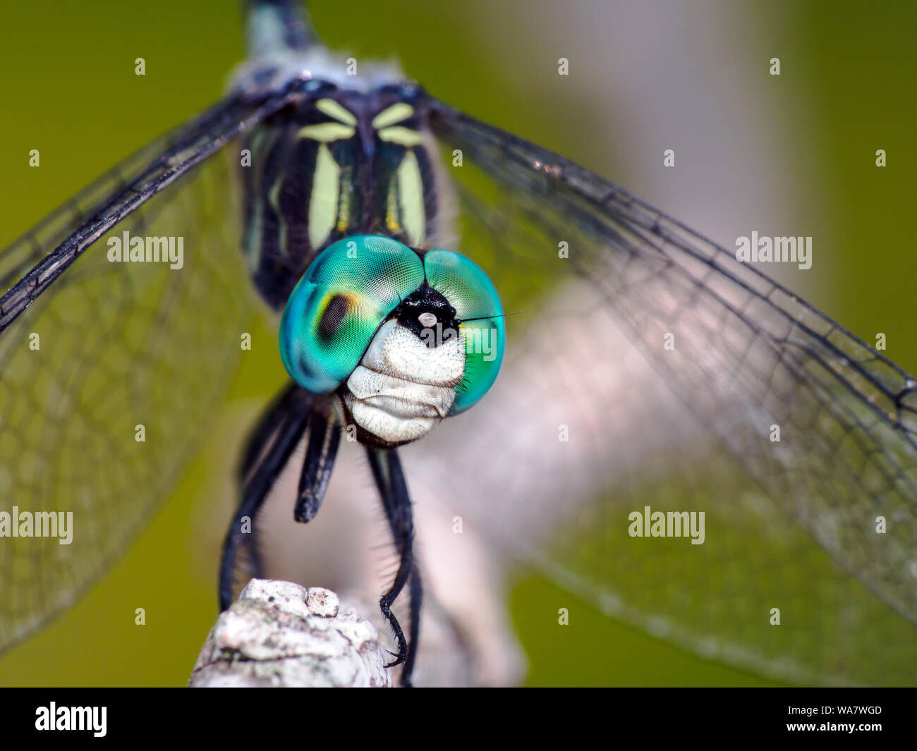 Un macho azul raspador dragonfly Pachydiplax longipennis, encaramado sobre una ramita, macro shot. Foto de stock