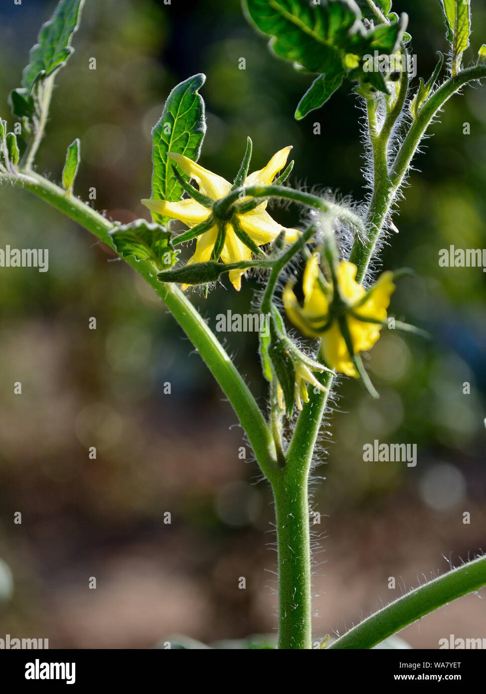 flor de tomate cherry