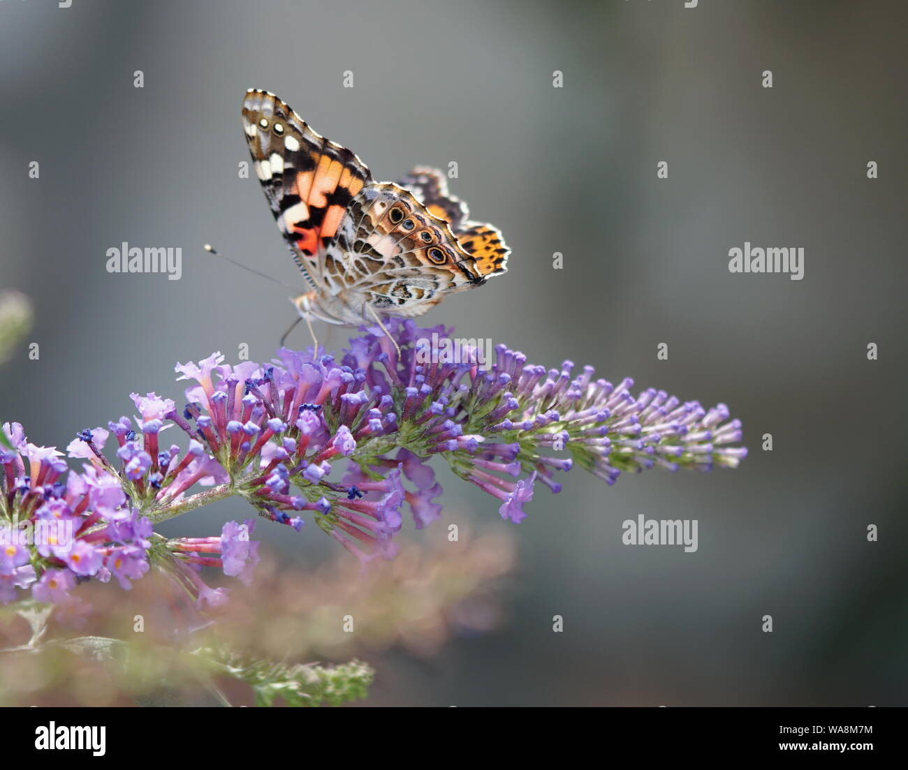 Buscando el néctar de mariposa Foto de stock
