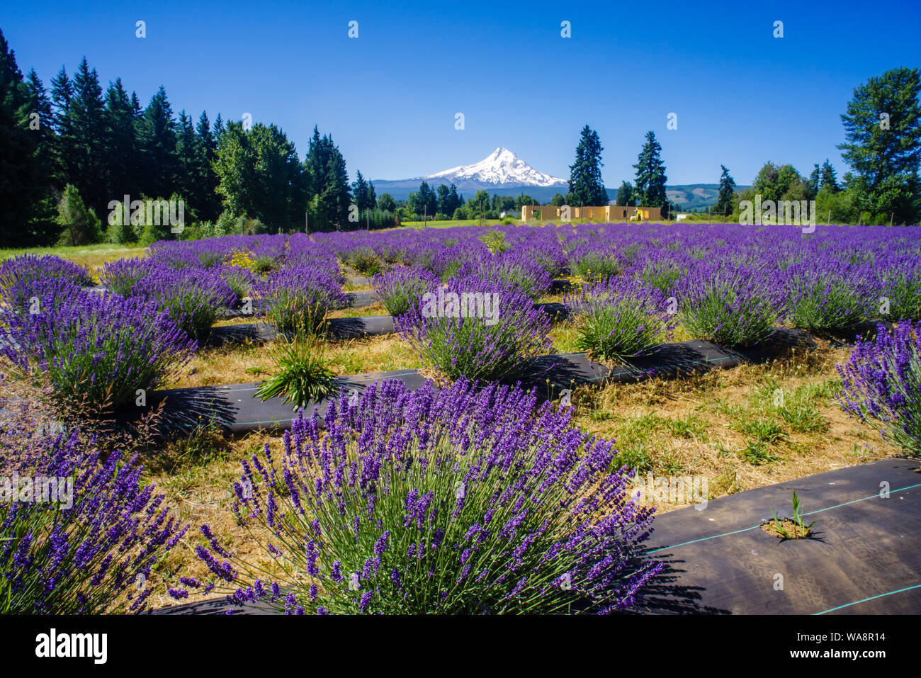 Blooming campos de lavanda con el Monte Hood en la distancia. Mt Hood, Oregon Foto de stock