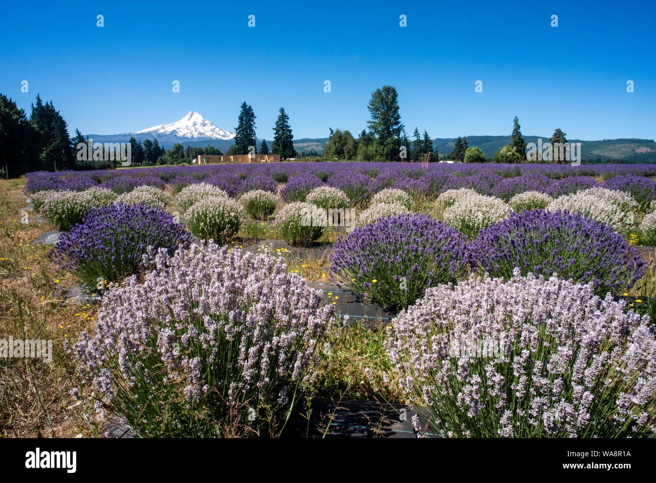 Blooming campos de lavanda con el Monte Hood en la distancia. Mt Hood, Oregon Foto de stock