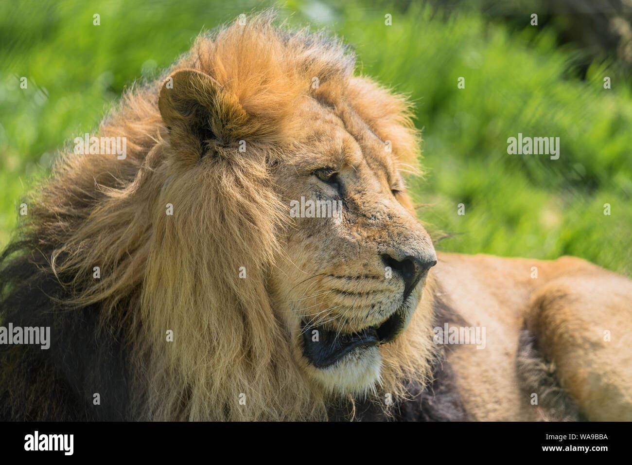 Macho León asiático (Panthera leo persica), el zoológico de Chester, Reino Unido. Mayo de 2019 Foto de stock