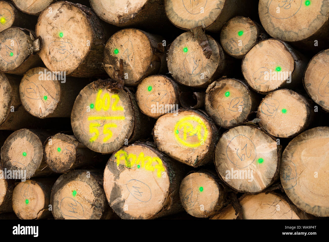 Montón de árboles cortados y troncos de madera tirado en un bosque en otoño, en Baviera, Alemania Foto de stock