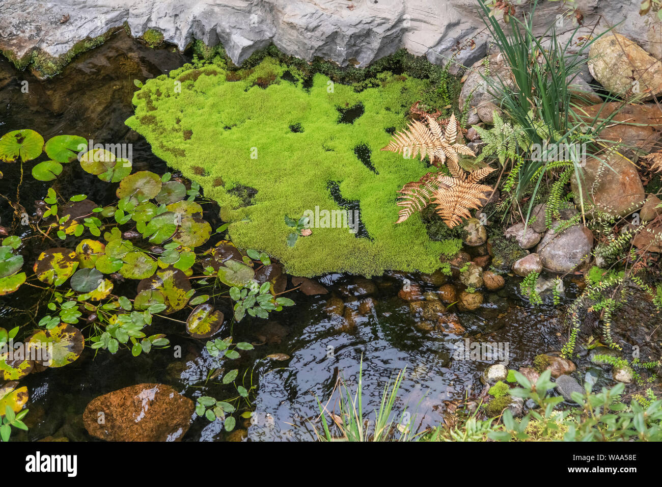 Blick auf Einen der Teich en Bremen Botanika aus der Vogelperspektive Foto de stock