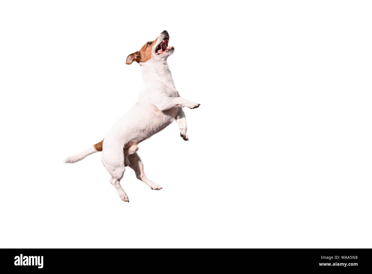 Gracioso Jack Russell Terrier perro saltando aislado sobre fondo blanco. Foto de stock
