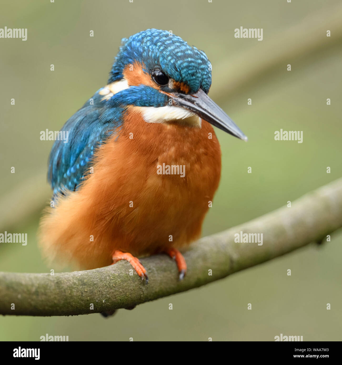 Kingfisher / Eisvogel euroasiático ( Alcedo atthis ), macho, coloridas aves, posado en una rama para la caza, vista frontal detallada, vida silvestre, Europa. Foto de stock