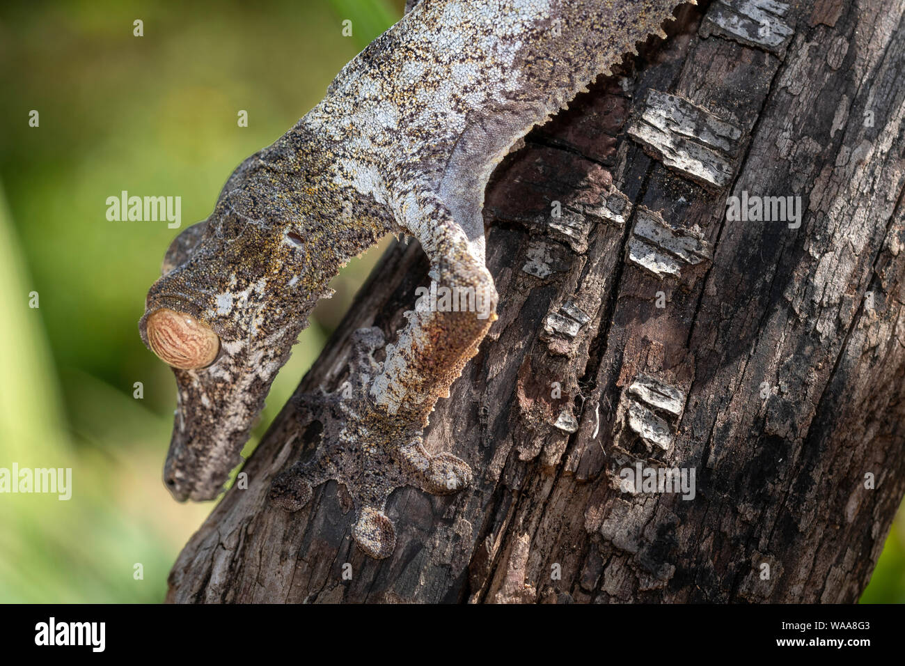 La hoja gigante colas; gecko Uroplatus fimbriatus, es un reptil nocturno hasta 30 centímetros de largo que vive endémico de Madagascar. Los animales son Foto de stock