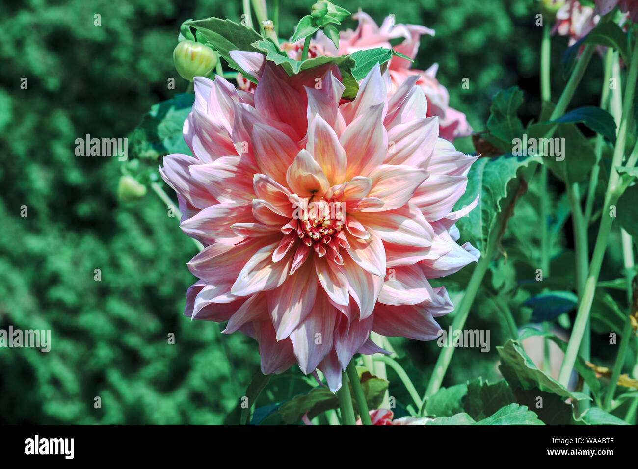 Rosa Dalia el cultivo de flores en el jardín de verano, luz día soleado  Fotografía de stock - Alamy