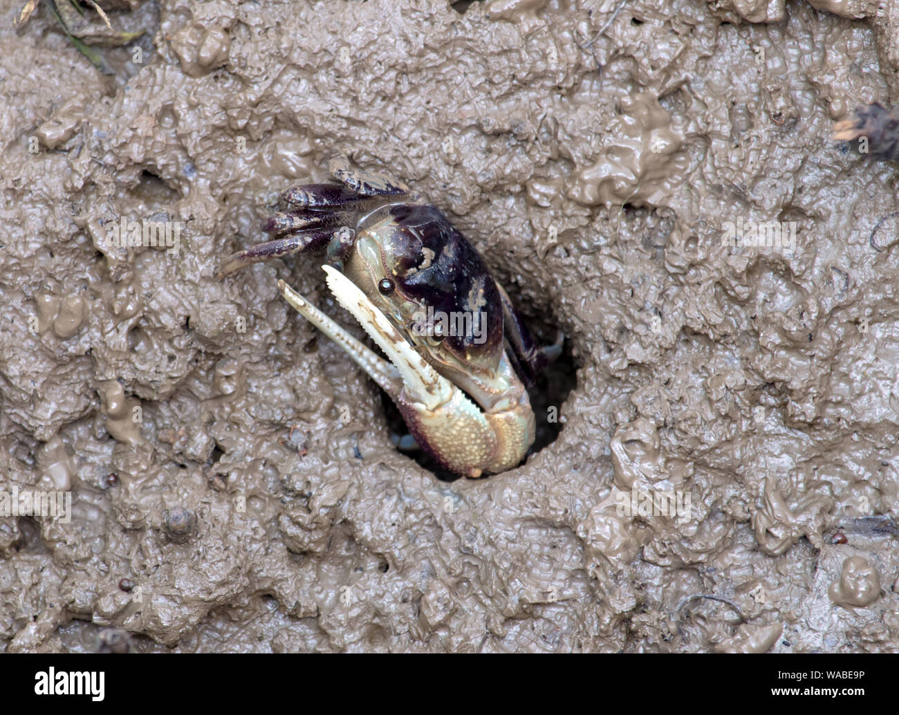 Un cangrejo arrastrándose desde un agujero en el barro de la costa. Foto de stock