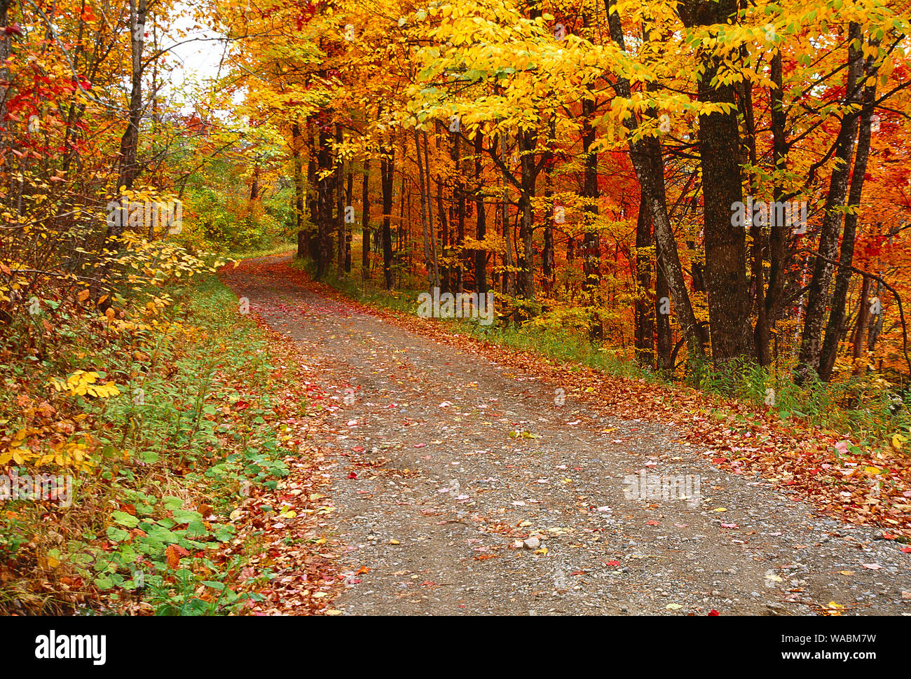 Ee.Uu.. New Hampshire. País por carretera a través de fresnos en colores de otoño. Foto de stock