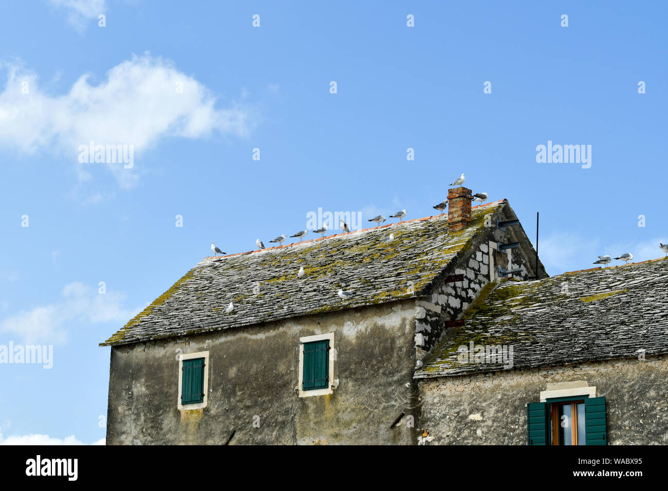 Una fila de gaviotas blancas sentado en un techo. Foto de stock
