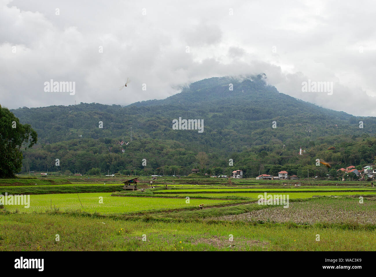 Terrazas de arroz verde y marrón campos en Tana Toraja, en el sur de Sulawesi, Indonesia Foto de stock