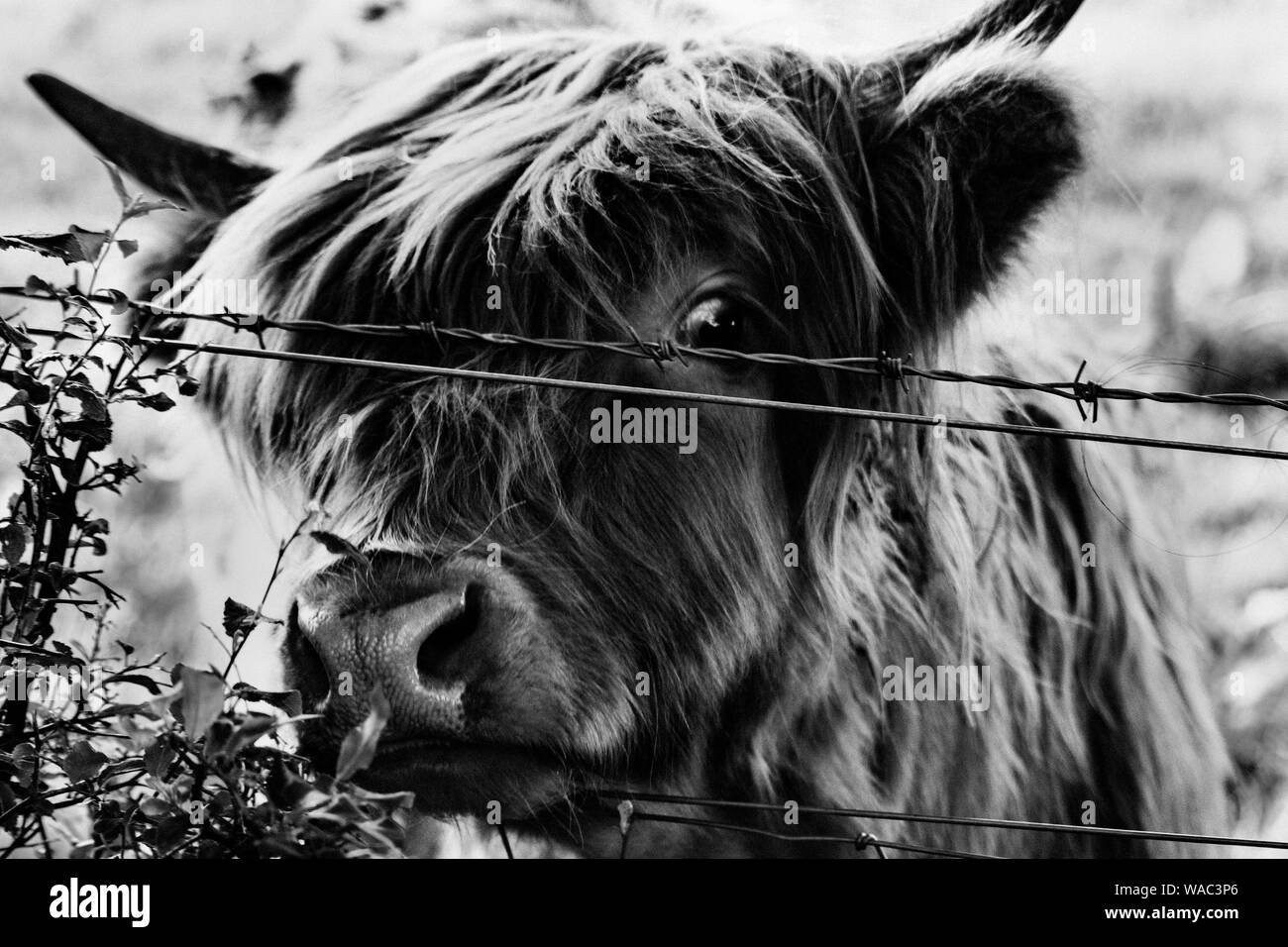 Young Highland Cattle Peeking a través de Fence en Pollok Country Park, Glasgow Foto de stock