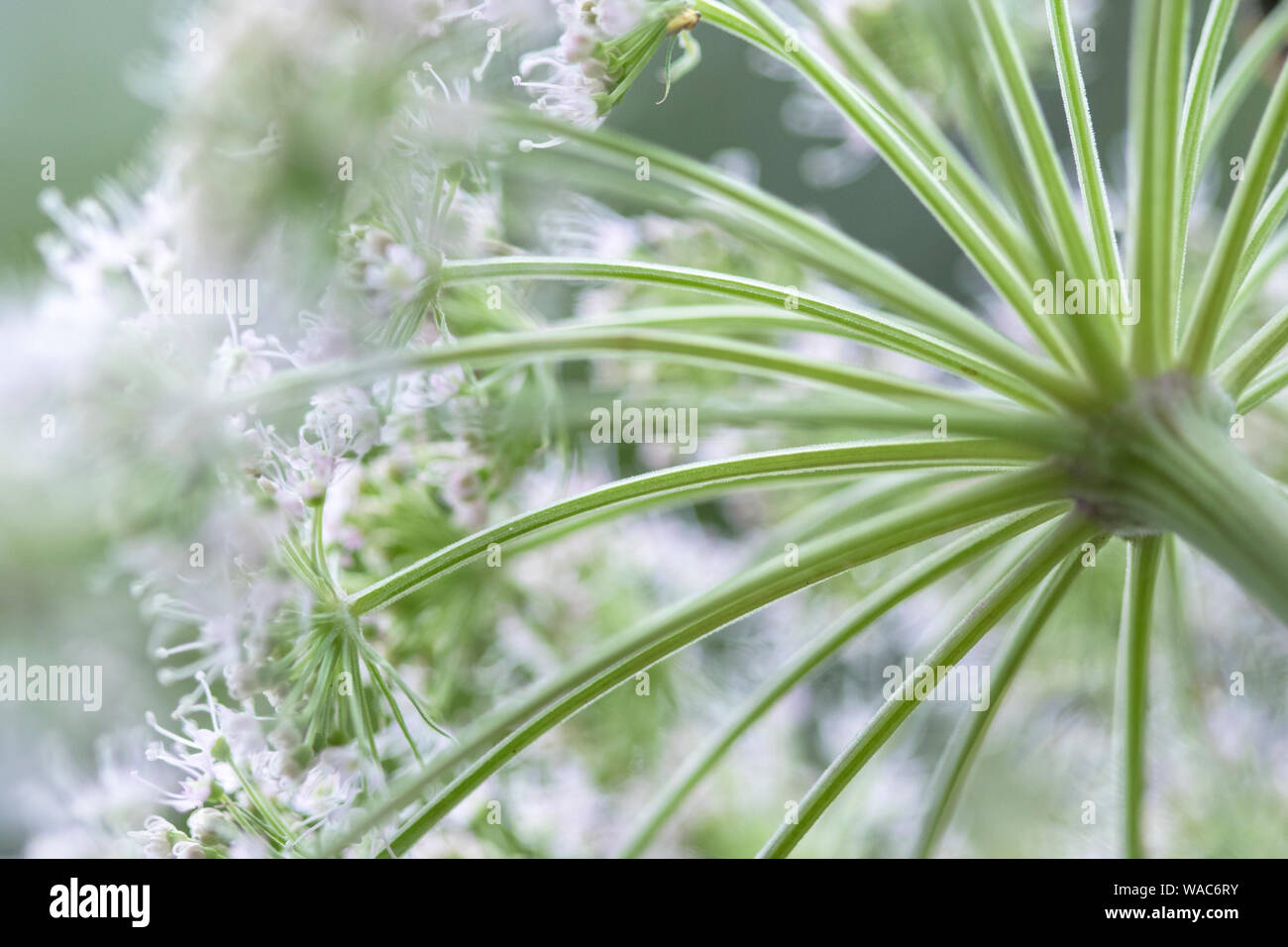 Branca ursina (Heracleum mantegazzianum) Foto de stock