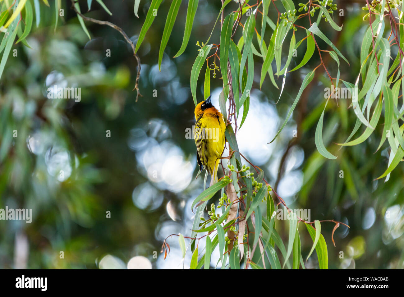 Fotografía de vida silvestre de color up-alta Speke el tejedor de pájaro colgando de marchitada rama del árbol de eucalipto, tomada en Kenia. Foto de stock