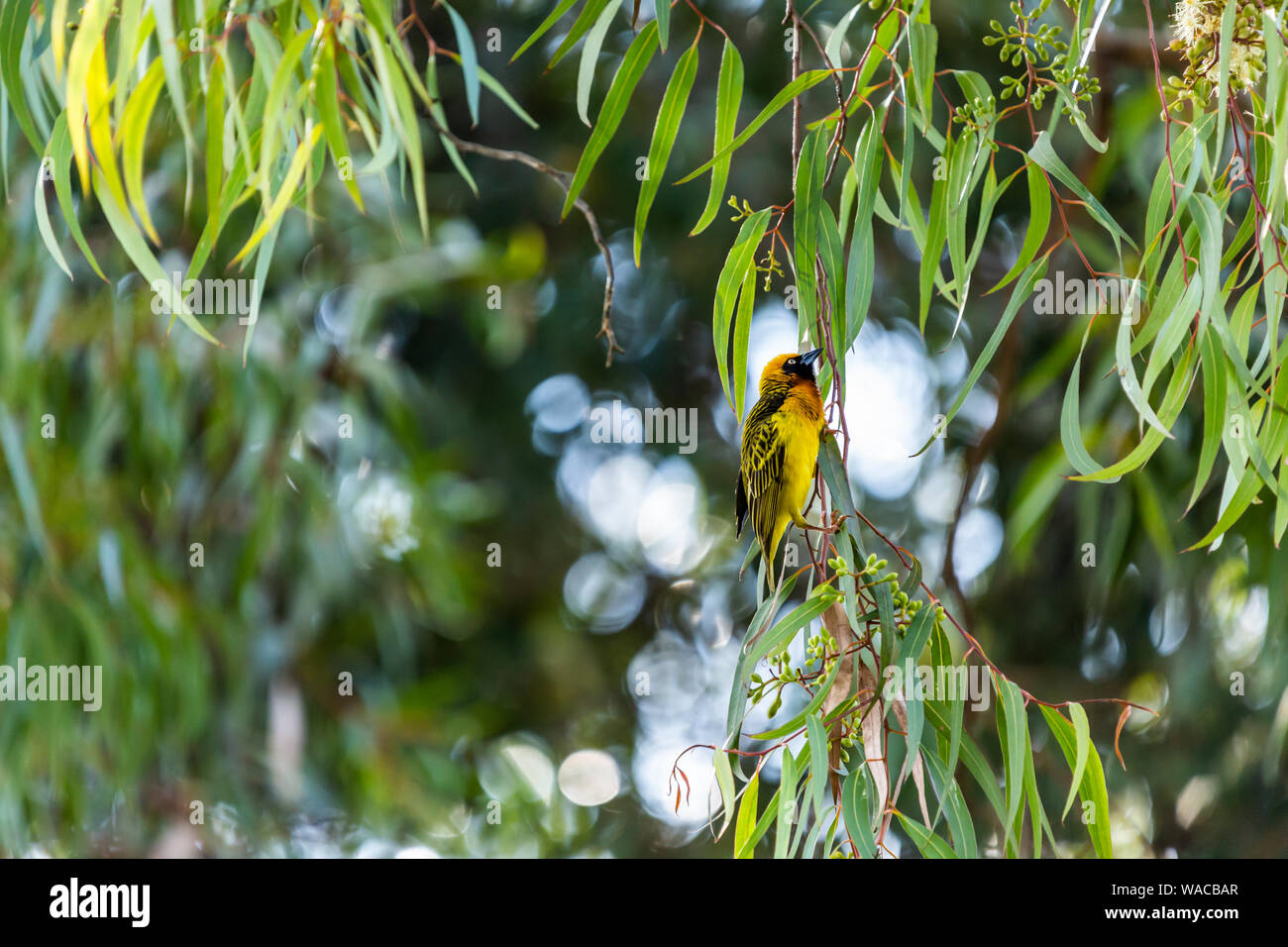 Fotografía de vida silvestre de color up-alta Speke el tejedor de pájaro colgando de marchitada rama del árbol de eucalipto, tomada en Kenia. Foto de stock