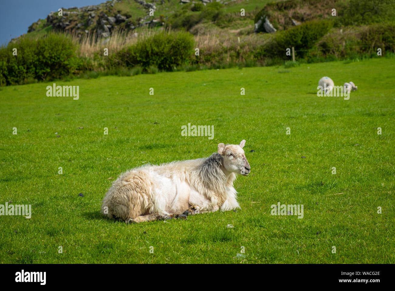 Ovejas y corderos en Irelands campos verdes y en la costa atlántica Foto de stock