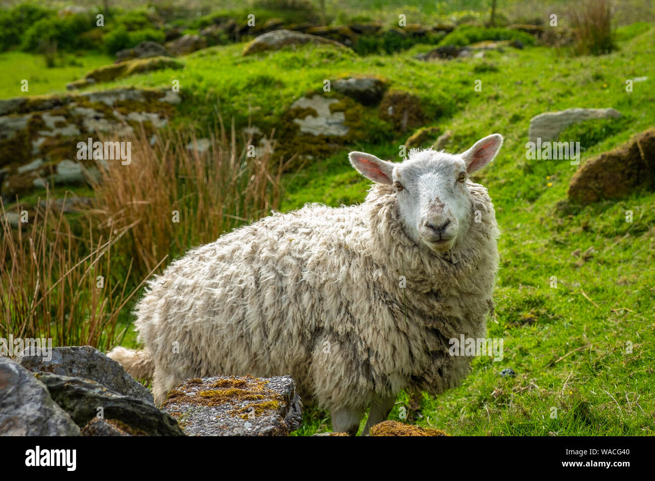 Ovejas y corderos en Irelands campos verdes y en la costa atlántica Foto de stock
