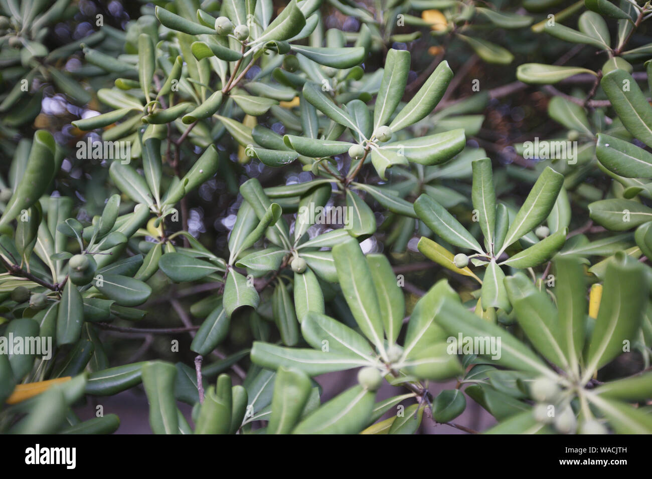 Las ramas de un árbol de olivo con verde y azul en una plantación de frutas Fotografía de stock