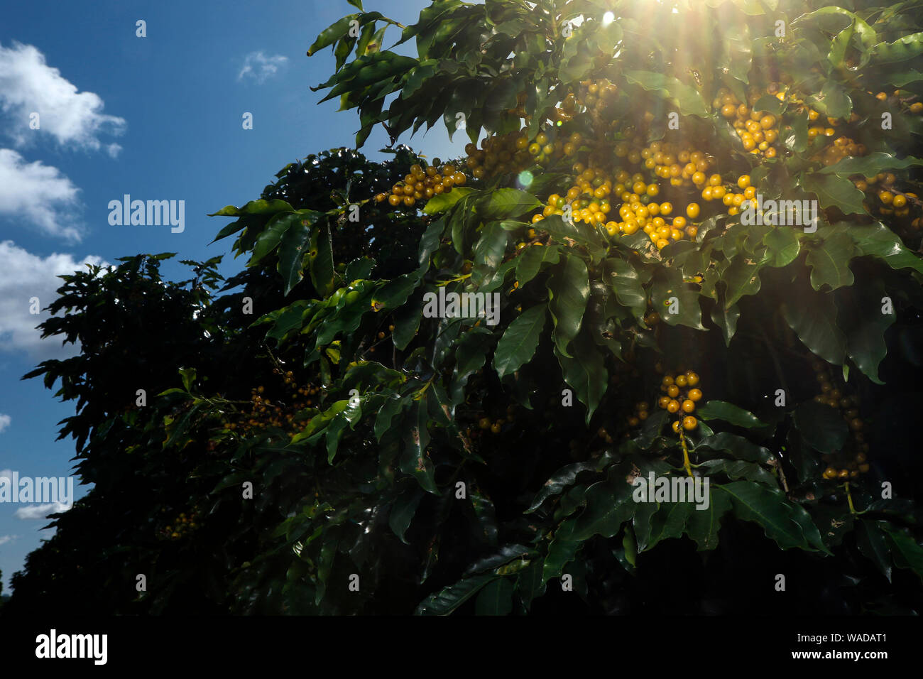 Ver granja con plantación de café. Los agronegocios. Cosecha de café con granos de color amarillo, verde follaje y cielo azul. Foto de stock