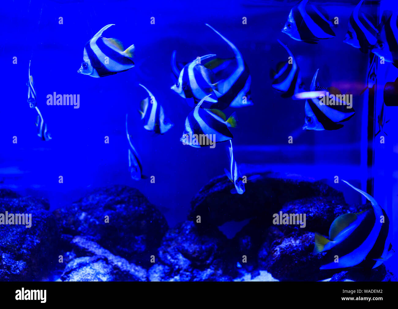 Hermoso grupo de peces de mar capturados por la cámara bajo el agua en azul oscuro escenario natural del océano o acuario. Peces coloridos subacuático Foto de stock