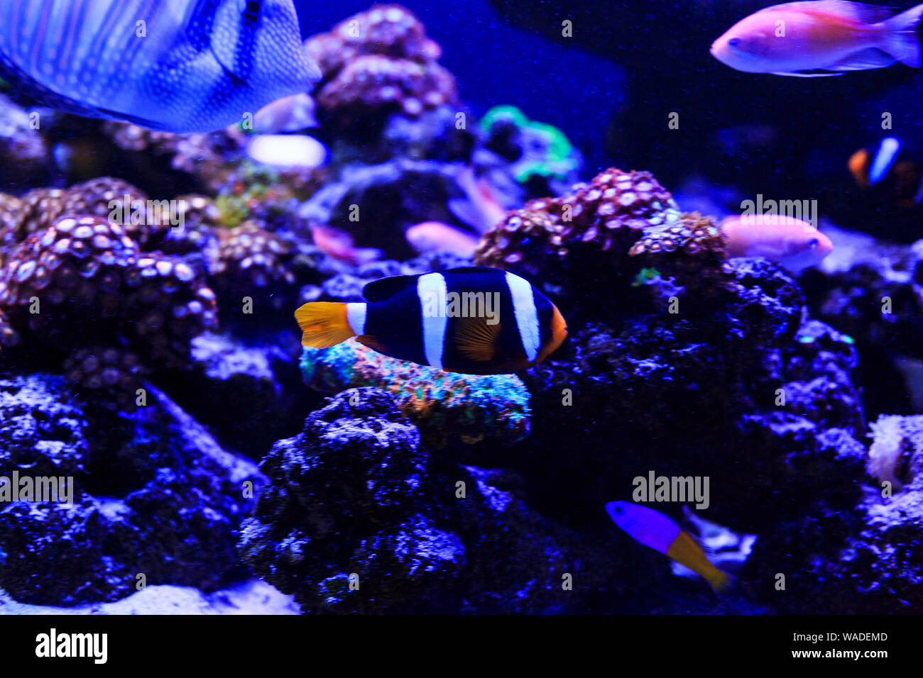 Hermoso grupo de peces de mar capturados por la cámara bajo el agua en azul oscuro escenario natural del océano o acuario. Peces coloridos subacuático Foto de stock