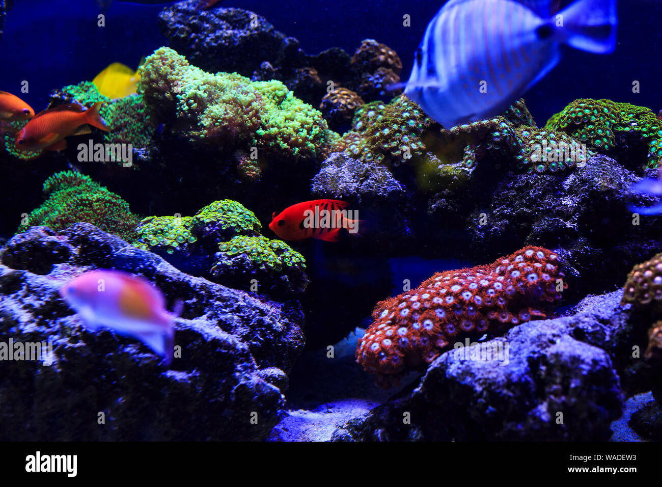 Hermoso grupo de peces de mar capturados por la cámara bajo el agua en azul oscuro escenario natural del océano o acuario. Peces coloridos subacuático Foto de stock