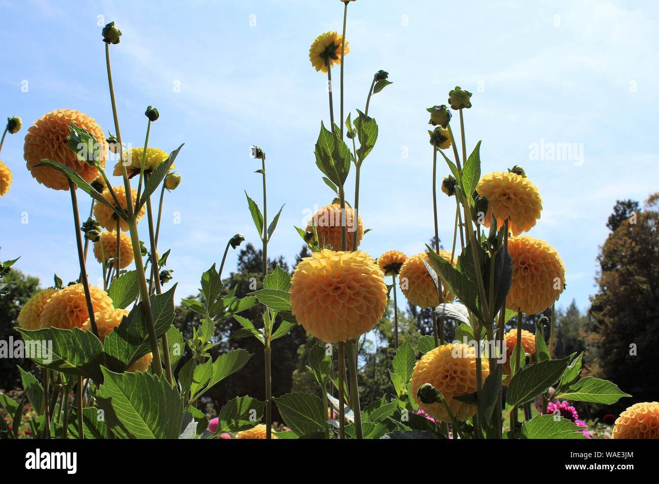 Flores de color amarillo brillante que crece en un jardín en un día soleado, con cielos azules y despejados en el fondo. Foto de stock