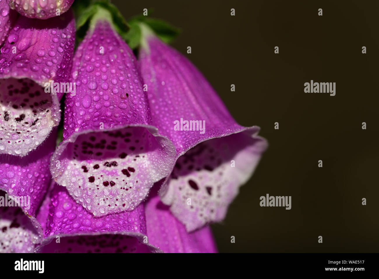 Detalle de una flor de color rosa con flor de foxglove cáliz en primavera y gotas de rocío Foto de stock
