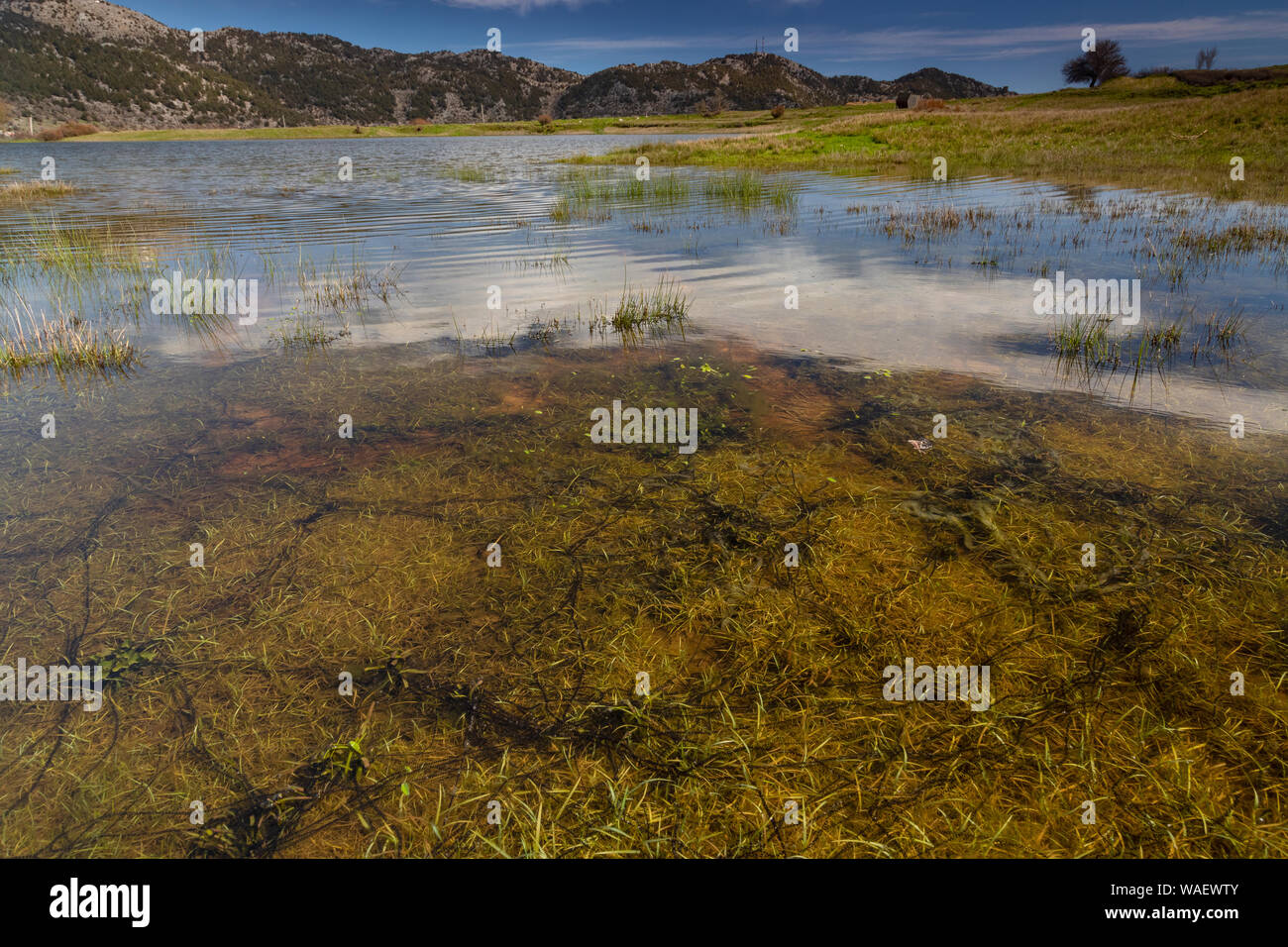Cadenas de verde, el sapo Bufo viridis, toadspawn, Omalos pond, montañas blancas, Omalos meseta, Creta. Foto de stock