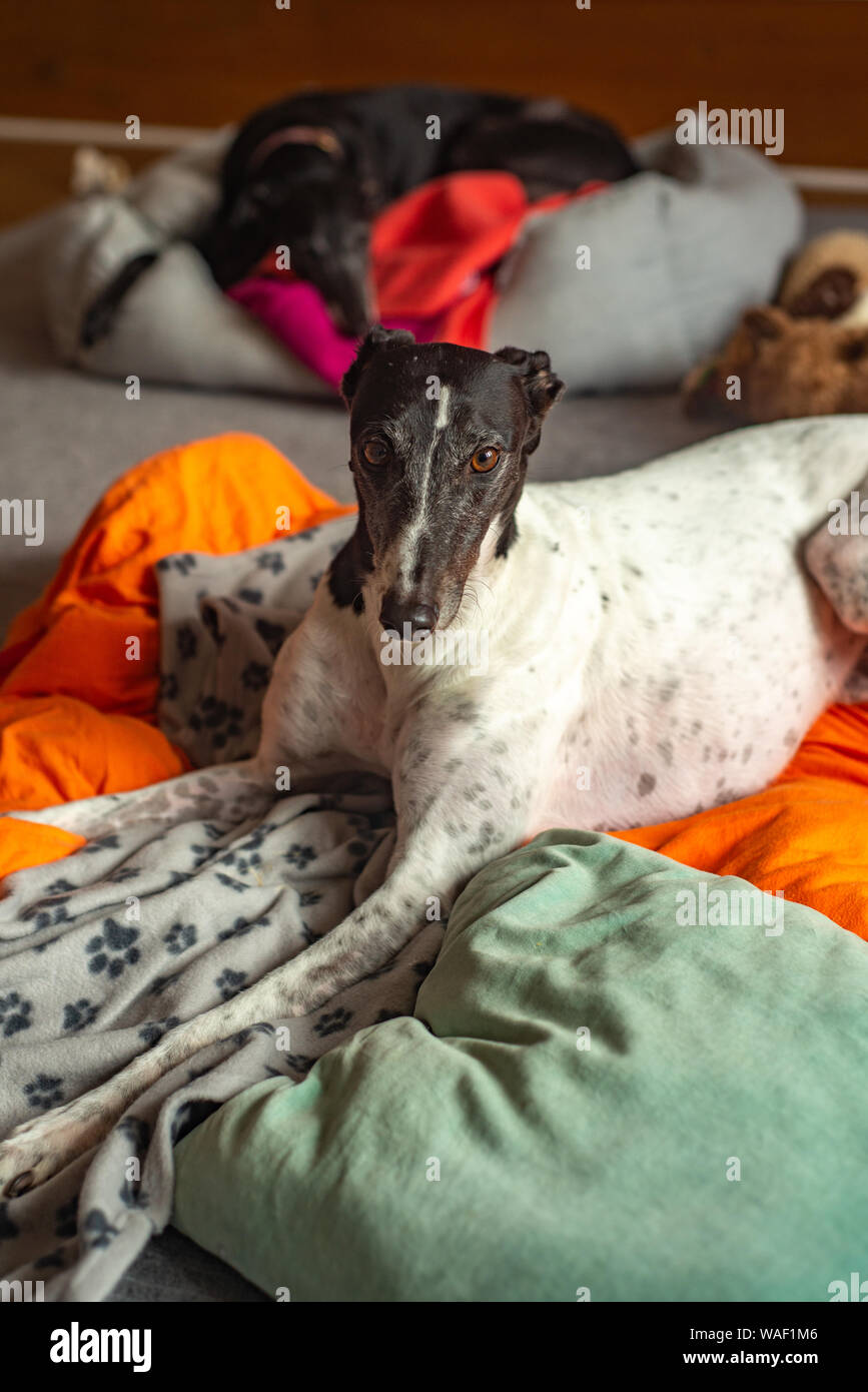 Los Galgos jubilados descansar en sus camas en su hogar adoptivo Foto de stock