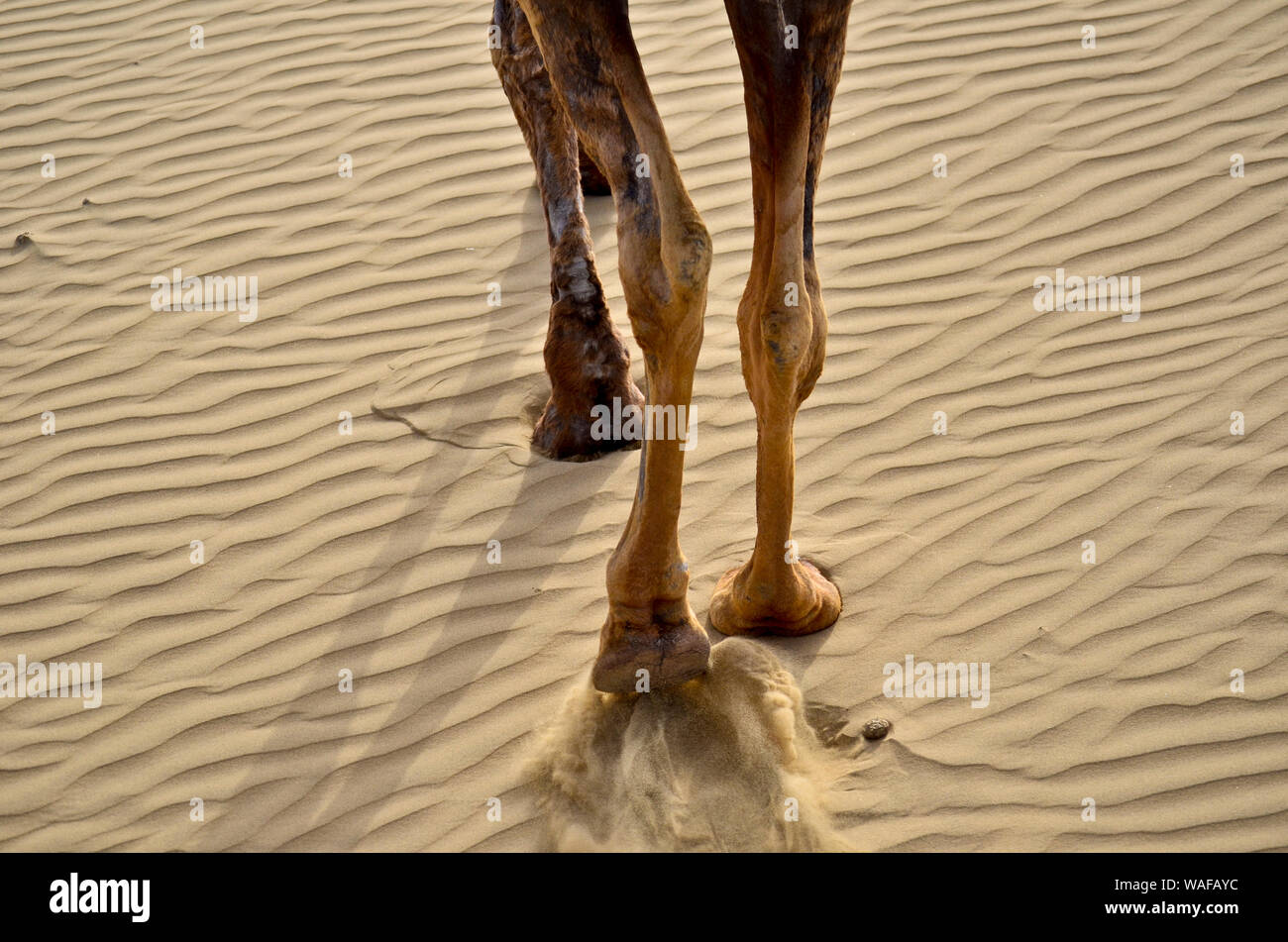 Camel legs fotografías e imágenes de alta resolución - Alamy