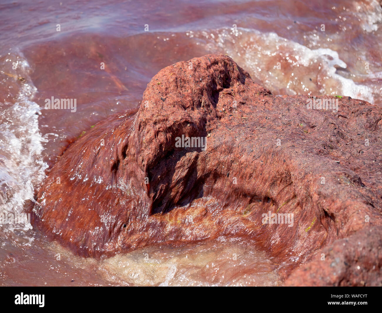 Marea roja aka algas recopilación en la roca. El fitoplancton en el mar Mediterráneo frente a la costa italiana. Aquí, al norte de la Toscana . Foto de stock