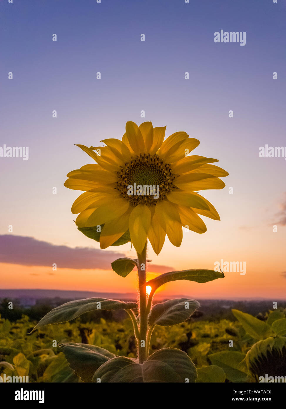 Cerca de lone amarillo girasol flor entre el campo de cultivo de flores  secas sobre un fondo de cielo al atardecer. Escena de otoño, la cosecha y  la agricultura concepto Fotografía de