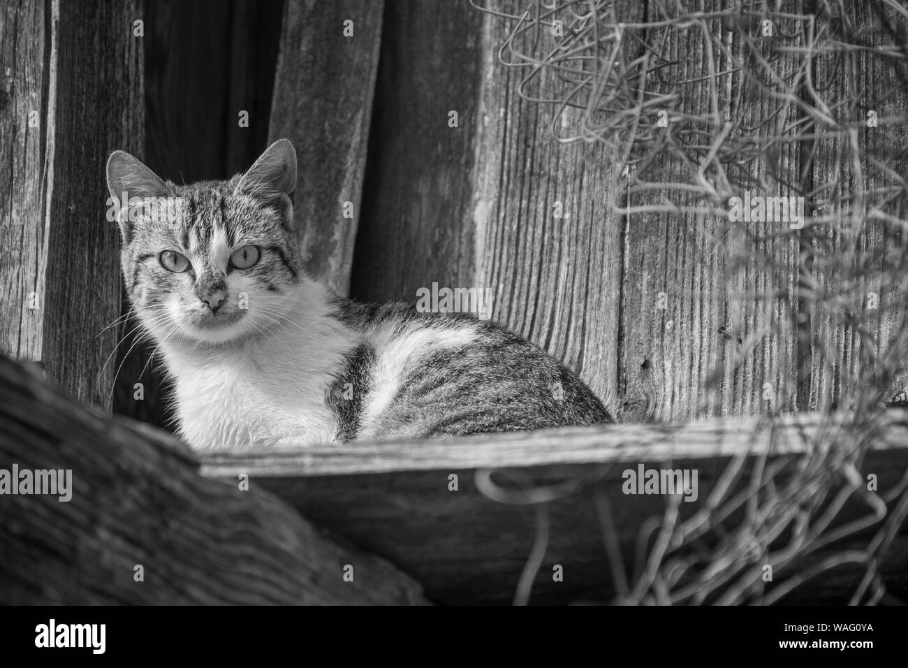 Gato en el patio de una casa de pueblo Foto de stock